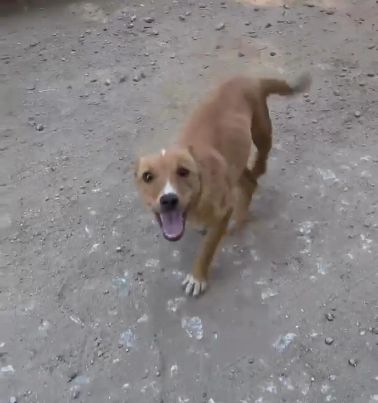 Fiora antes do resgate